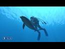 En profundidad - Descubre Endless Ocean