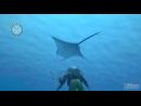 En profundidad - Descubre Endless Ocean