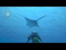 En profundidad - Descubre Endless Ocean