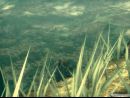 2 nuevos scans de Metal Gear Solid 3: Snake Eater