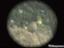 31 nuevas imágenes de Metal Gear Solid 3: Snake Eater