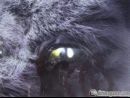 7 nuevas imágenes de Project Altered Beast para PlayStation 2
