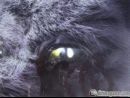 16 nuevas capturas de Project Altered Beast