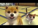 imágenes de Nintendogs + Cats