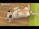 imágenes de Nintendogs + Cats