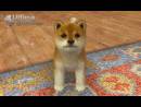 imágenes de Nintendogs + Cats