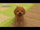 imágenes de Nintendogs + Cats