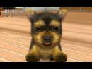 imágenes de Nintendogs + Cats