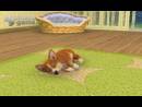 imágenes de Nintendogs + Cats