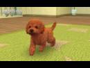 imágenes de Nintendogs + Cats