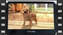 vídeos de PlayStation Vita Pets